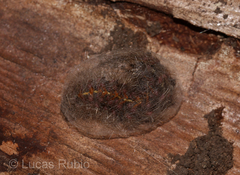 Paracles fusca