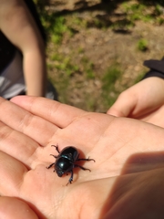 Trypocopris vernalis