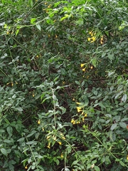 Jasminum floribundum