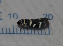 Balacha melanocephala