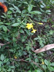 Jasminum floribundum