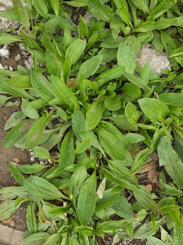Plantago depressa iNat (3)