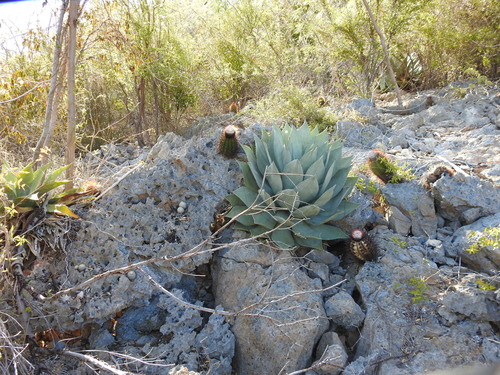 Image of Agave albescens by (c) amantedarmanin, some rights reserved (CC BY)