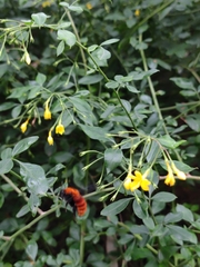 Jasminum floribundum