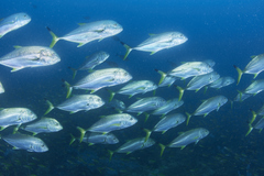 Caranx heberi