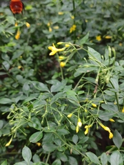 Jasminum floribundum