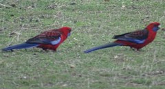 Platycercus elegans melanopterus