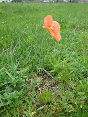 Papaver
