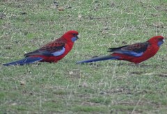Platycercus elegans melanopterus