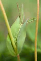 Potentilla stipularis