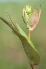 Potentilla stipularis