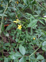 Jasminum floribundum