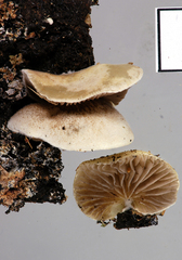 Crepidotus novae-zelandiae