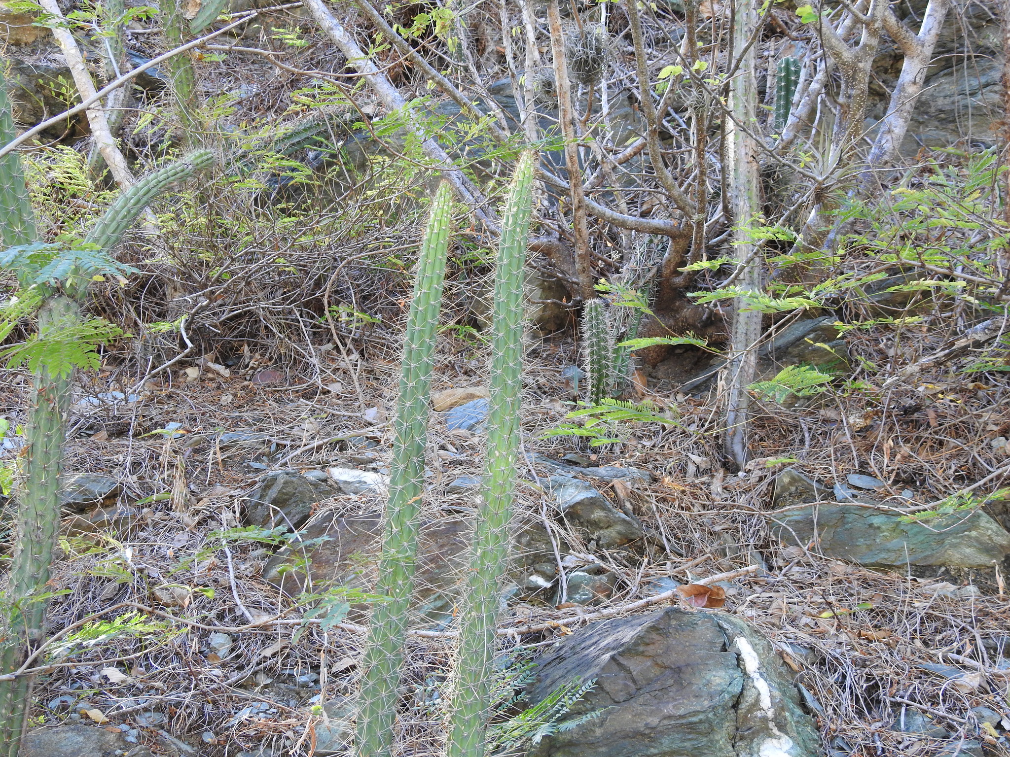 Harrisia eriophora