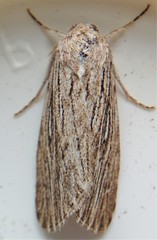 Catabena lineolata