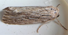 Catabena lineolata