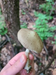 Agaricales