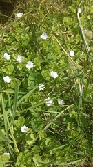Veronica filiformis