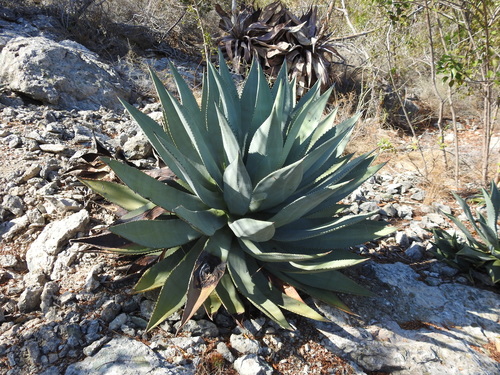 Guantanamo Bay Agave (Agave albescens)