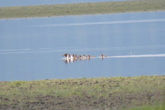 Mergus merganser merganser