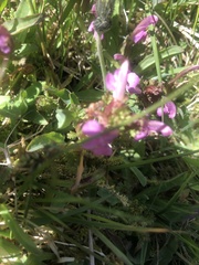 Pedicularis sylvatica