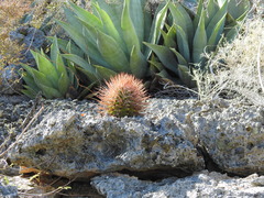 Melocactus harlowii