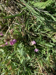 Pedicularis sylvatica