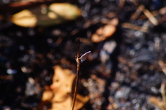 Hemiargus ceraunus astenidas