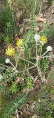 Astragalus dasyanthus