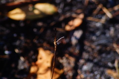 Hemiargus ceraunus astenidas