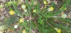 Astragalus dasyanthus