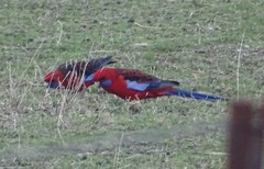 Platycercus elegans melanopterus