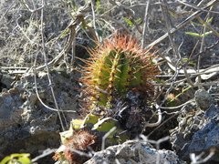 Melocactus harlowii