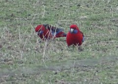 Platycercus elegans melanopterus