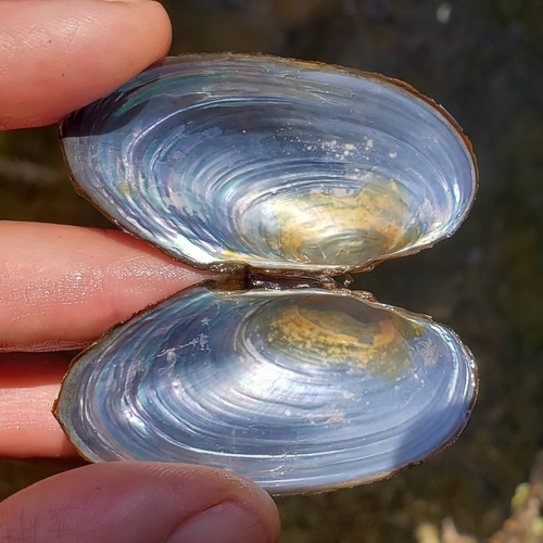 Cylindrical Papershell