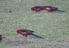 Platycercus elegans melanopterus