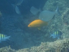 Mycteroperca rosacea