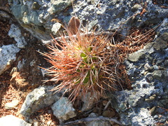 Melocactus harlowii