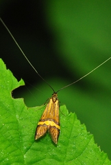 Nemophora degeerella