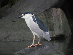 Nycticorax nycticorax