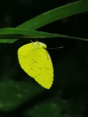 Eurema blanda
