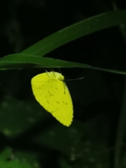 Eurema blanda