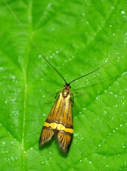 Nemophora degeerella
