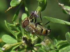 Copestylum isabellina
