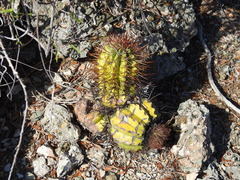 Melocactus harlowii