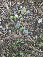 Rabelera holostea