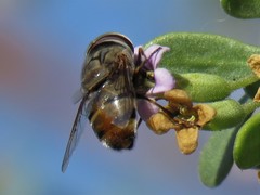 Copestylum isabellina