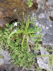 Pinguicula vallisneriifolia
