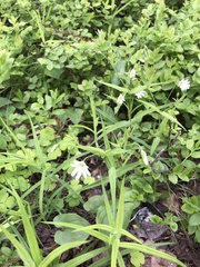 Rabelera holostea