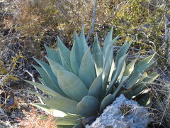 Agave albescens